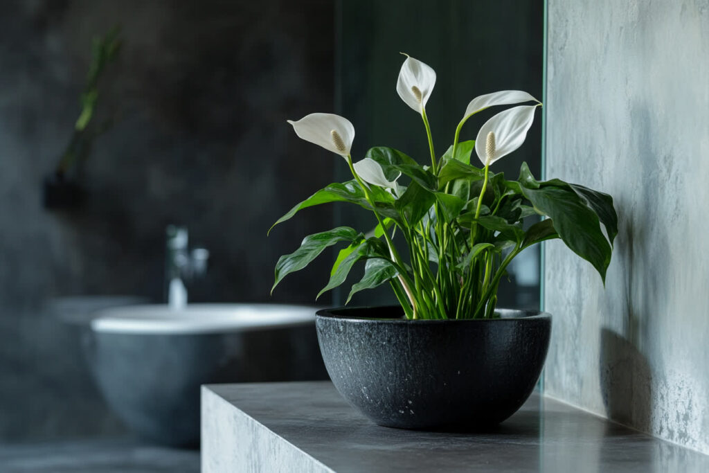 plante salle de bain