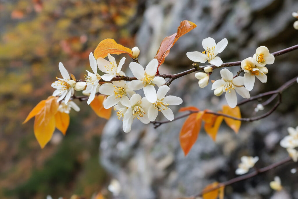 haie fleurie toute l’année 