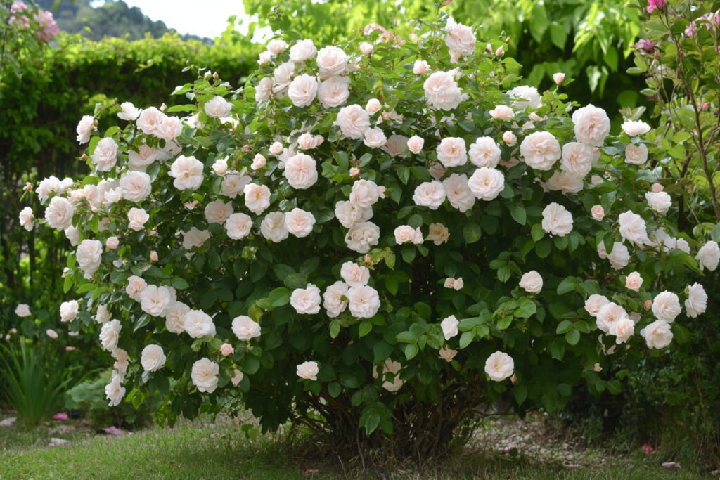 haie fleurie toute l’année 